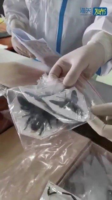 近日,首都机场海关关员在查验一件申报为 树脂工艺品 的进境快件时,发现透明塑料袋中实际装有昆虫标本,共128只